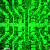 First Biocompatible Graphene Transistor Array Helps Advance Bioelectronic Implants