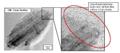 Researchers Develop High-Conductivity Carbon Nanofiber with Unique Structure