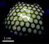 Carbon Nanotube -Based Fabrication Technique for Flexible and Stretchable Electronics