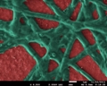 Nano-Bio PEC Electrode with Cyanobacteria More Efficient At Splitting Water