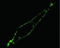 Researchers Use Nanophotonics to Capture High-Resolution Optical Images of Live Cells