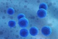 Researchers Develop Therapeutic Cell Delivery Method Using Superparamagnetic Iron Oxide Nanoparticles