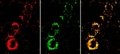 Novel Sensor Nanoparticles Help Reduce Need for Animal Testing