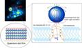 Researchers Use Quantum Dots to Study Nerve Cell Behavior