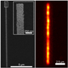 Study Reveals Signal Carrying Mechanism in Gold Nanoparticles