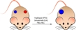 Use of Carbon Nanoparticles Paves Way to Customized Cancer Therapy