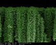 Nanotrees Help Produce More Hydrogen Fuel Efficiently
