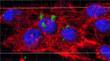 Researchers Use Bacteria Inclusion Bodies as Natural Nanopills
