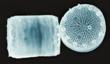 Diatom-Based Biosensor Helps Develop New Class of Nanomaterials