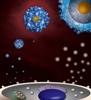 Researchers Study Immune System Using Gold Nanoparticles