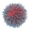 Phase I Clinical Study of Targeted Therapeutic Nanoparticles Shows Positive Results