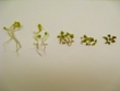 Study Demonstrates Negative Impact of Cupric Oxide Nanoparticles on Plant Growth