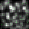 New Technique Uses Super-Resolution Microscopy to Image Live Cell Structures