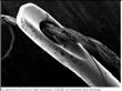 Nanotechnology Paves the Way for Advances in Genome Sequencing