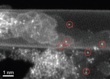 New Carbon Nanotube Complex Shows Potential as Low-Cost Catalyst