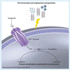 Scientists Report Serious Health Impact from Nanoparticles Exposure