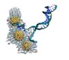 Gold Nanoparticles are Capable of Unraveling DNA