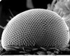 Nanostructures Designed After Moth Eyes Pave the Way for Medical Imaging Enhancement