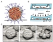 New Microfluidic Platform Helps Understand Cancer Development