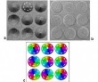 Researchers Observe New Phenomenon in Mesoscale Magnetic Vortex Formations