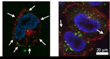 Study Finding Helps Design Fluorescent Nanoparticle Tags to Track Cells