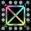DNA Used to Control Gold Nanoparticle Morphology