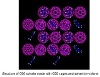 Research Shows New Form of Carbon is Capable of Indenting Diamond