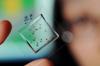 Microfluidics and Artificial Intelligence Help Sort Mutant Nematodes