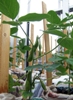 Researchers Study Toxicity of Manufactured Nanomaterials on Soybean Crops