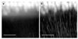Innovative Microscopy Technique Facilitates Sharper Images of Brain