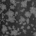 Nanolane Presents Research on SEEC Microscopy for Biomolecular Recognition Using T-Surfs