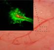 Researchers Design Nanoparticles Capable of Delivering Drugs Deep into Brain