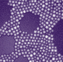 Novel Nanoparticles Glow Through Biological Tissue, Enhancing Biomedical Imaging