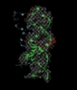 Researchers Discover Tiniest and Fastest-Known RNA Switches