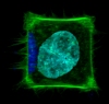 New Magnetic Nanoparticle-Based Tool to Quantitatively Explore Cell Behavior