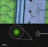 Researchers Track Kinematics of MEMS Device for First Time