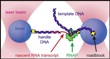 Biologists Follow the Process of RNA Folding with Sub-Nanoscale Precision