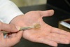 Researchers Fabricate Functional Solar Cell Made of Carbon Nanomaterials