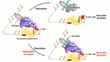 RNA-Based Nanotechnology to Treat Estrogen-Positive Breast Cancers