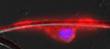 New Nanofiber Technique Helps Advance Neurological Disease Treatment