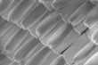 Butterfly Wings Inspire Nanotechnology Research in Ohio State University