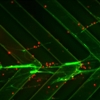 Jellyfish-Inspired Microfluidic Device Isolates Circulating Tumor Cells
