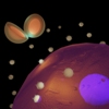 Gold Nanoprobes Beam Brightly to Identify Target Tissue Location