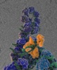 New Electron Microscopy Study Helps Understand Replication Mechanism of Flu Viruses