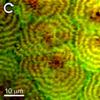 Researchers Explore Polymer Blend Molecular Structure Using Improved Chemical Microscopy