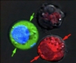 Tunable Plasmonic Nanobubbles Help Advance Medical Applications
