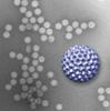 Visualizing Viral Assemblies in a Nanoscale Biosphere