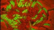 EPFL Scientists Employ Microfluidics to Observe Bacteria Behavior