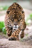 Predator-Prey Biochemical Oscillators May Become Building Blocks for Molecular Machines