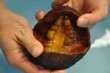 Teeth of Marine Snail Inspires Efficient Nanoscale Materials for Solar Cells